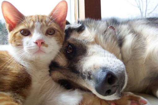 Amigos: Cão e Gato / Imagens Fofas para Tumblr, We Heart it, etc