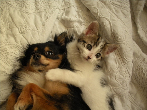 Cachorrinho com Gato / Imagens Fofas para Tumblr, We Heart it, etc