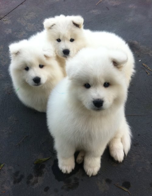 Cachorrinhos brancos / Imagens Fofas para Tumblr, We Heart it, etc