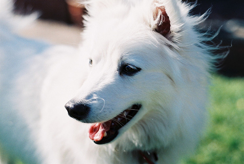 Cachorro branco / Imagens Fofas para Tumblr, We Heart it, etc