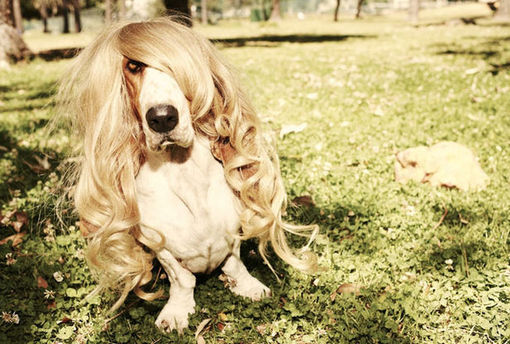 Cachorro com peruca / Imagens Fofas para Tumblr, We Heart it, etc