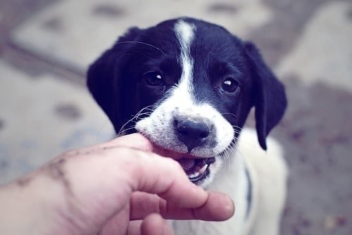 Cachorro comendo dedo ;P / Imagens Fofas para Tumblr, We Heart it, etc