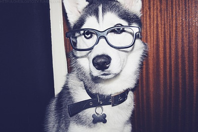 Cachorro de Óculos / Imagens Fofas para Tumblr, We Heart it, etc
