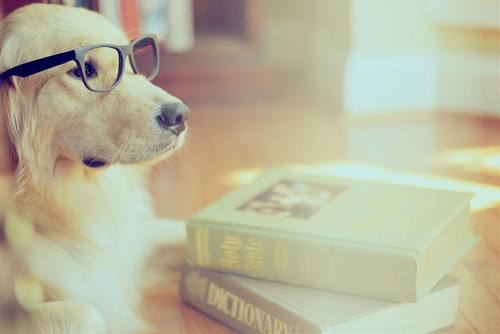 Cachorro de Óculos II / Imagens Fofas para Tumblr, We Heart it, etc