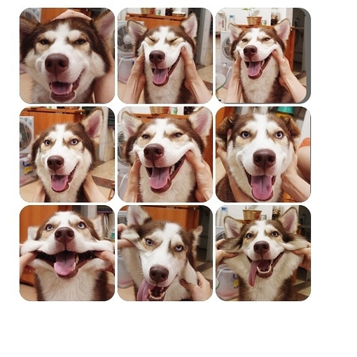 Cachorro mil faces / Imagens Fofas para Tumblr, We Heart it, etc