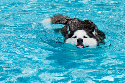 Cachorro nadando / Imagens Fofas para Tumblr, We Heart it, etc