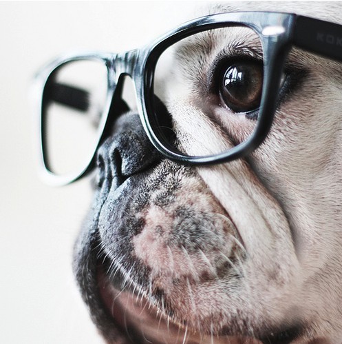 Cachorro nerd / Imagens Fofas para Tumblr, We Heart it, etc