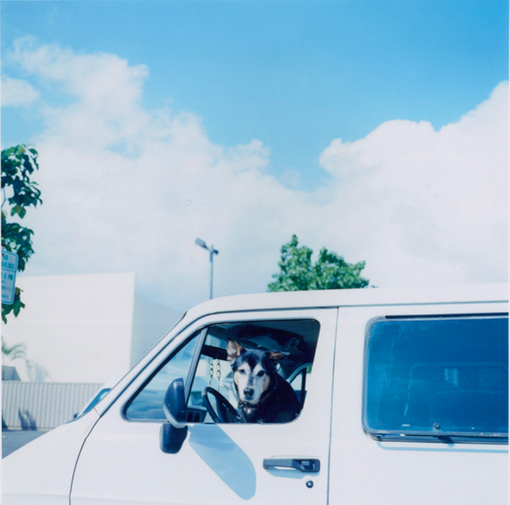 Cachorro no volante / Imagens Fofas para Tumblr, We Heart it, etc