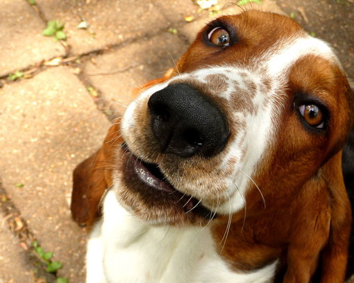 Cachorro com olhar feliz / Imagens Fofas para Tumblr, We Heart it, etc