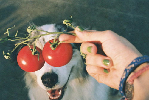 Cachorro Olho de Tomate / Imagens Fofas para Tumblr, We Heart it, etc
