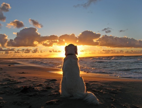Cachorro ao pôr do sol / Imagens Fofas para Tumblr, We Heart it, etc