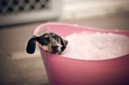 Cachorro tomando banho / Imagens Fofas para Tumblr, We Heart it, etc