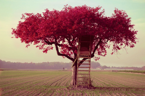 Casa da Árvore / Imagens Fofas para Tumblr, We Heart it, etc