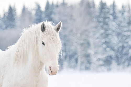 Cavalo branco / Imagens Fofas para Tumblr, We Heart it, etc