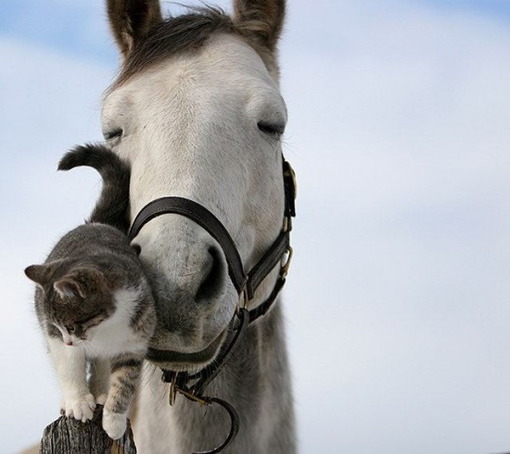 Amigos: Cavalo e Gatinho / Imagens Fofas para Tumblr, We Heart it, etc