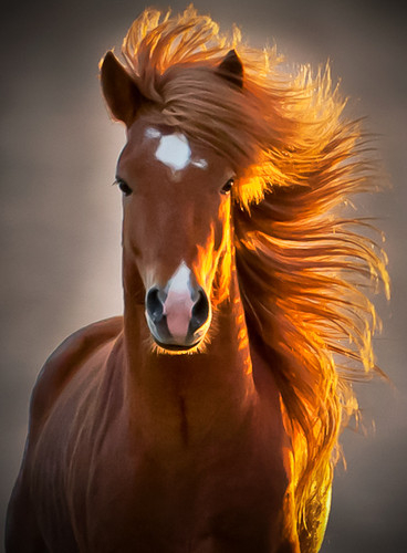 Cavalo lindo / Imagens Fofas para Tumblr, We Heart it, etc