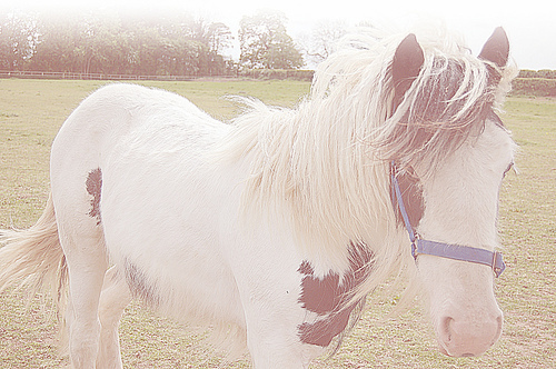 Cavalo lindo II / Imagens Fofas para Tumblr, We Heart it, etc