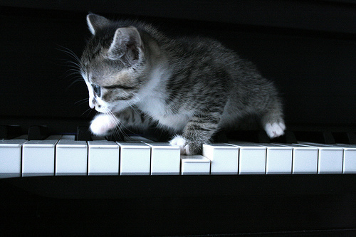 Gatinho no piano / Imagens Fofas para Tumblr, We Heart it, etc