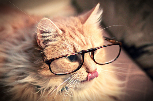 Gato de óculos / Imagens Fofas para Tumblr, We Heart it, etc