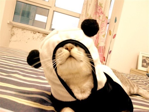 Gato Panda / Imagens Fofas para Tumblr, We Heart it, etc