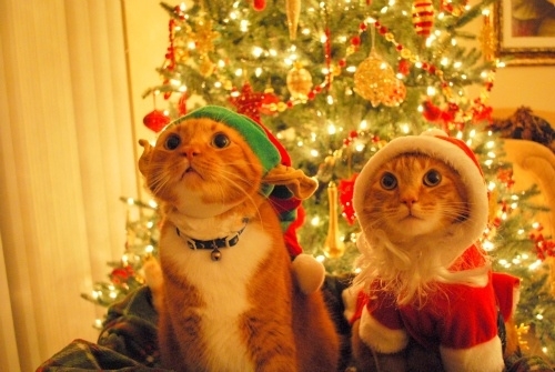 Gatos prontos pro Natal / Imagens Fofas para Tumblr, We Heart it, etc