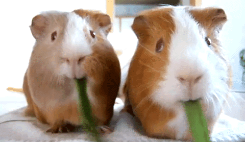 Gif Animado Grande: Hamsters Comendo / Imagens Fofas para Tumblr, We Heart It etc