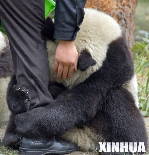 Panda abraçado / Imagens Fofas para Tumblr, We Heart it, etc
