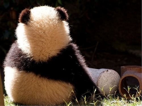 Panda de costas / Imagens Fofas para Tumblr, We Heart it, etc