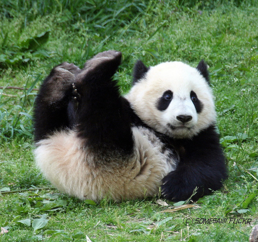 Panda de pernas pro ar / Imagens Fofas para Tumblr, We Heart it, etc