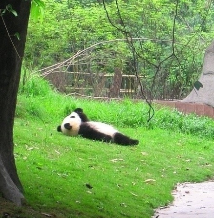 Panda relaxando / Imagens Fofas para Tumblr, We Heart it, etc