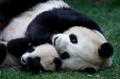 Pandas abraçados / Imagens Fofas para Tumblr, We Heart it, etc