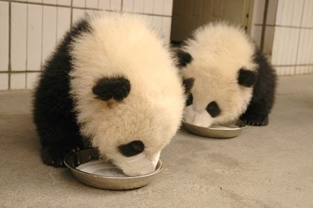 Pandas tomando leite / Imagens Fofas para Tumblr, We Heart it, etc