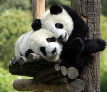 Pandas / Imagens Fofas para Tumblr, We Heart it, etc