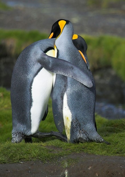Abraço de Pinguim / Imagens Fofas para Tumblr, We Heart it, etc