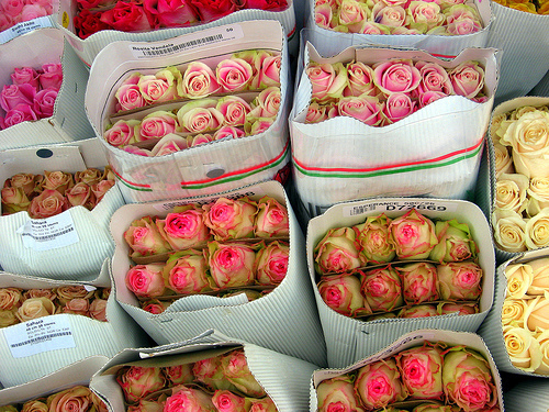 Rosas no Saquinho / Imagens Fofas para Tumblr, We Heart it, etc