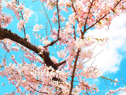 Sakura / Imagem Fofa para We Heart It, Tumblr etc