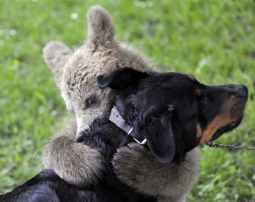 Urso abraçando cachorro / Imagens Fofas para Tumblr, We Heart it, etc