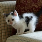 Fotos de gatos (9)
