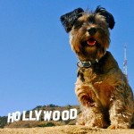 Oscar - O cachorro viajante 15