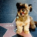 Oscar - O cachorro viajante 16