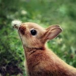 Fotos de coelhos - 1