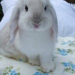 Fotos de coelhos - 5