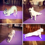 Animais fazendo yoga - Cachorro fazendo yoga 2