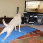 Animais fazendo yoga - Cachorro fazendo yoga 4