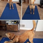 Animais fazendo ioga - Cachorro fazendo yoga 8