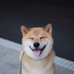 Maru - Cachorro que sorri