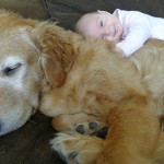 Amizade entre bebes e cachorros 2