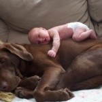 Dogs and babys 1