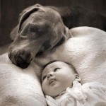 Dogs and babys 3