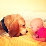 Dogs and babys 5
